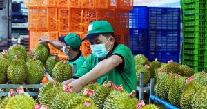 Giá sầu riêng lập đỉnh, doanh nghiệp có vội mừng?