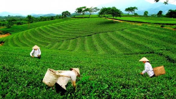 Chè Việt giành lại thị phần tại Đài Loan sau nhiều năm suy giảm