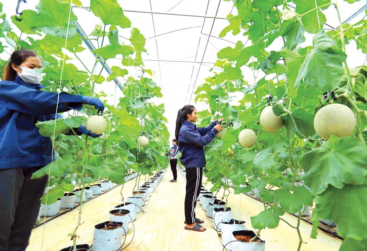 Hiệp hội Nữ doanh nhân Việt Nam chọn lựa một số dự án khởi nghiệp do nữ giới làm chủ từ các tỉnh, thành để đồng hành, hỗ trợ năng lực doanh nhân. Ảnh: Trần Quân