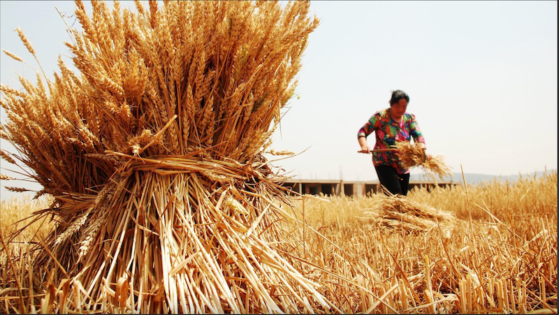 Xung đột Trung Đông tác động thế nào đến giá lương thực toàn cầu?