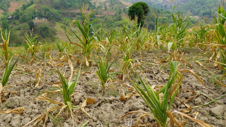 Cao Bằng: Hơn 520ha cây vụ Xuân có nguy cơ thiếu nước