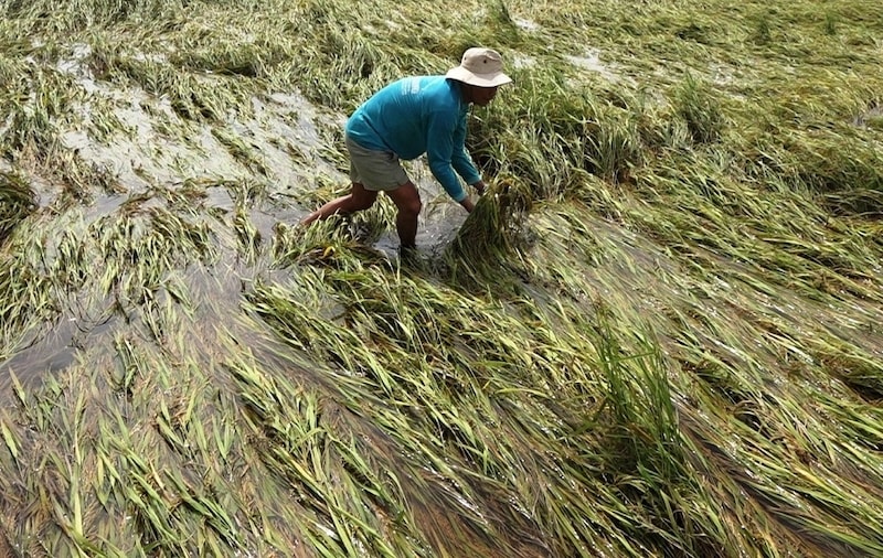 Nguy cơ thiếu hụt lương thực ở Đông Nam Á Nguy cơ thiếu hụt lương thực ở Đông Nam Á