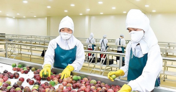 Doanh nghiệp rau quả tận dụng “cửa sáng”