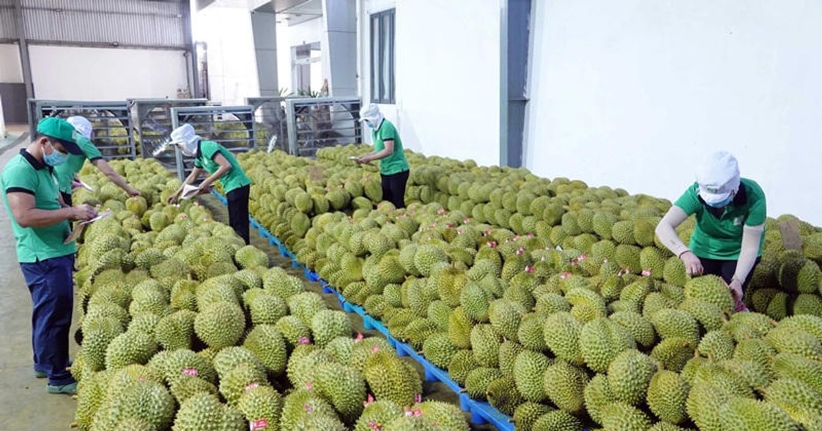 Doanh nghiệp sầu riêng xoay trục trước áp lực dư cung