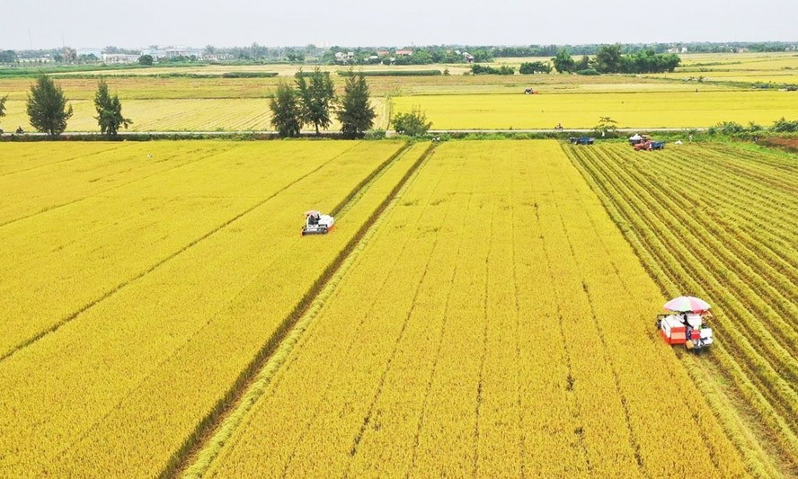Nâng cao vai trò chủ động của người nông dân trong chuỗi giá trị lúa gạo Nâng cao vai trò chủ động của người nông dân trong chuỗi giá trị lúa gạo