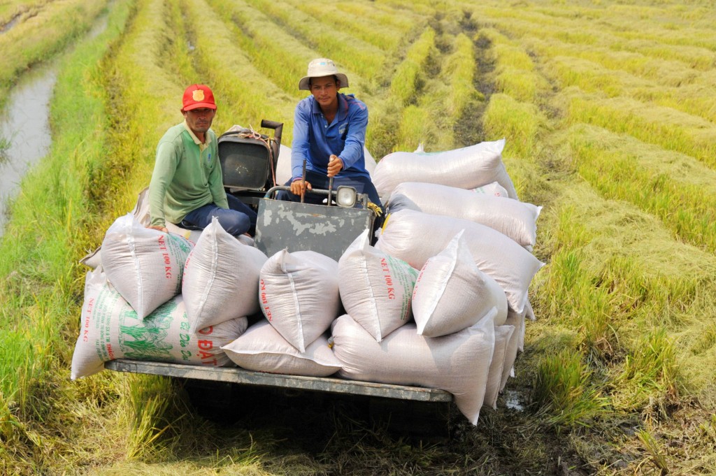 Nâng cao vai trò chủ động của người nông dân trong chuỗi giá trị lúa gạo Nâng cao vai trò chủ động của người nông dân trong chuỗi giá trị lúa gạo