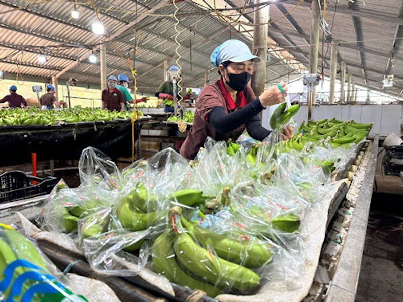 Chuẩn hoá chất lượng lấy lại đà tăng trưởng xuất khẩu rau quả