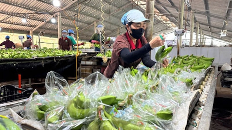 Chuẩn hoá chất lượng lấy lại đà tăng trưởng xuất khẩu rau quả