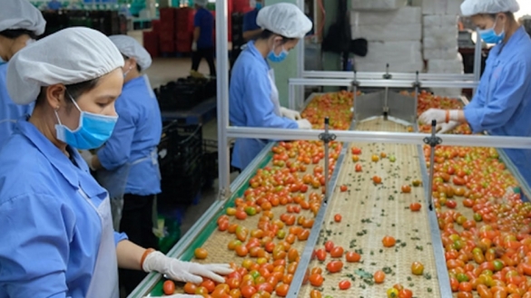 Xuất khẩu nông sản 6 tháng cuối năm sẽ ra sao?