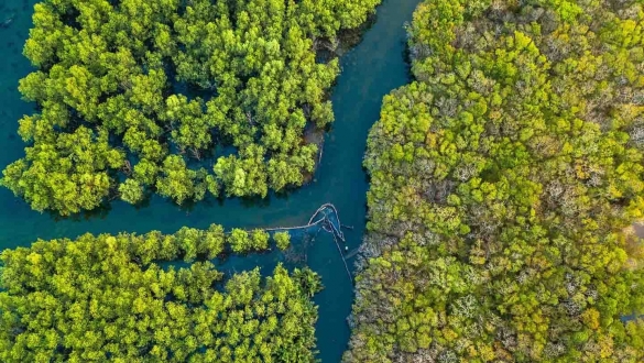 Tín chỉ carbon - đầu tư cho “tiền tệ xanh”