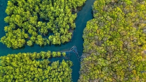 Tín chỉ carbon - đầu tư cho “tiền tệ xanh”