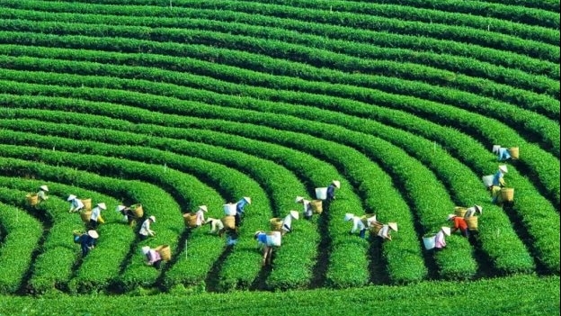 Phát triển nguồn nhân lực xanh