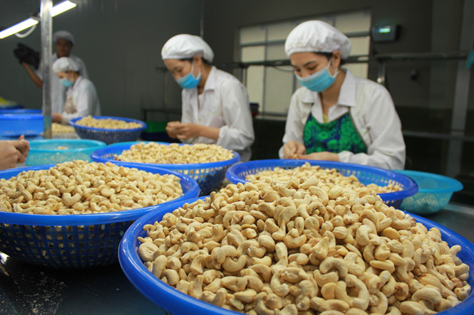 Hàng loạt quy định SPS mới từ các thị trường nhập khẩu gia tăng sức ép với nông sản Việt Hàng loạt quy định SPS mới từ các thị trường nhập khẩu gia tăng sức ép với nông sản Việt