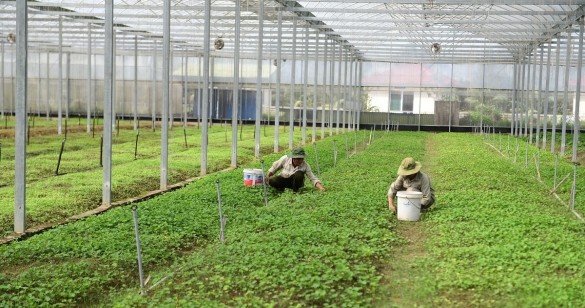 Diễn đàn nông nghiệp 2026: Mở không gian phát triển cho nông nghiệp