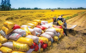 Xuất khẩu gạo lập kỷ lục về lượng, giá xuất khẩu dần phục hồi