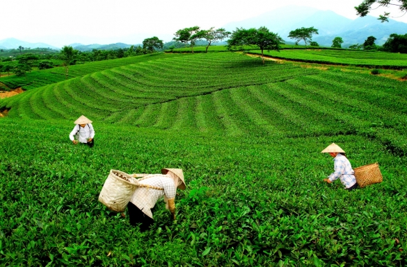 Xuất khẩu chè Việt Nam phục hồi mạnh, Mỹ và Nga tăng mua