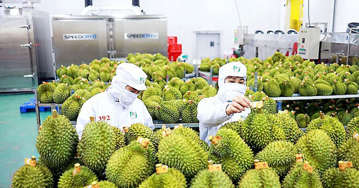 Sầu riêng hướng mốc 4,5 tỷ USD, doanh nghiệp đứng trước cơ hội vàng Sầu riêng hướng mốc 4,5 tỷ USD, doanh nghiệp đứng trước cơ hội vàng