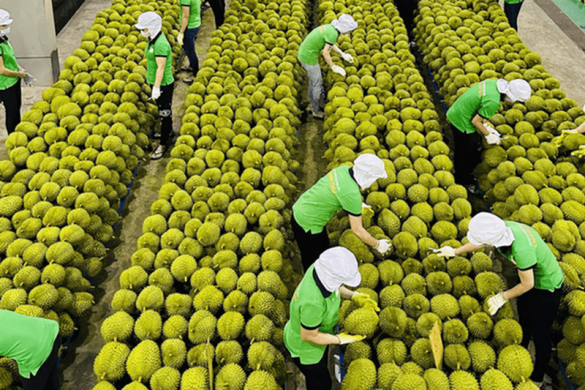 Sầu riêng hướng mốc 4,5 tỷ USD, doanh nghiệp đứng trước cơ hội vàng