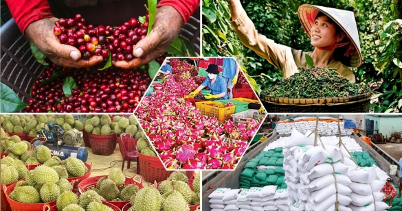 Nông sản Việt: Đổi "lượng" lấy "chất" trên từng héc-ta