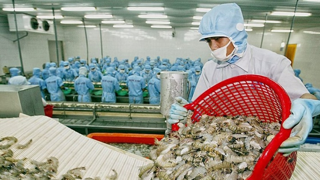 Xuất khẩu tôm quý cuối năm sẽ điều chỉnh giảm, do đâu?
