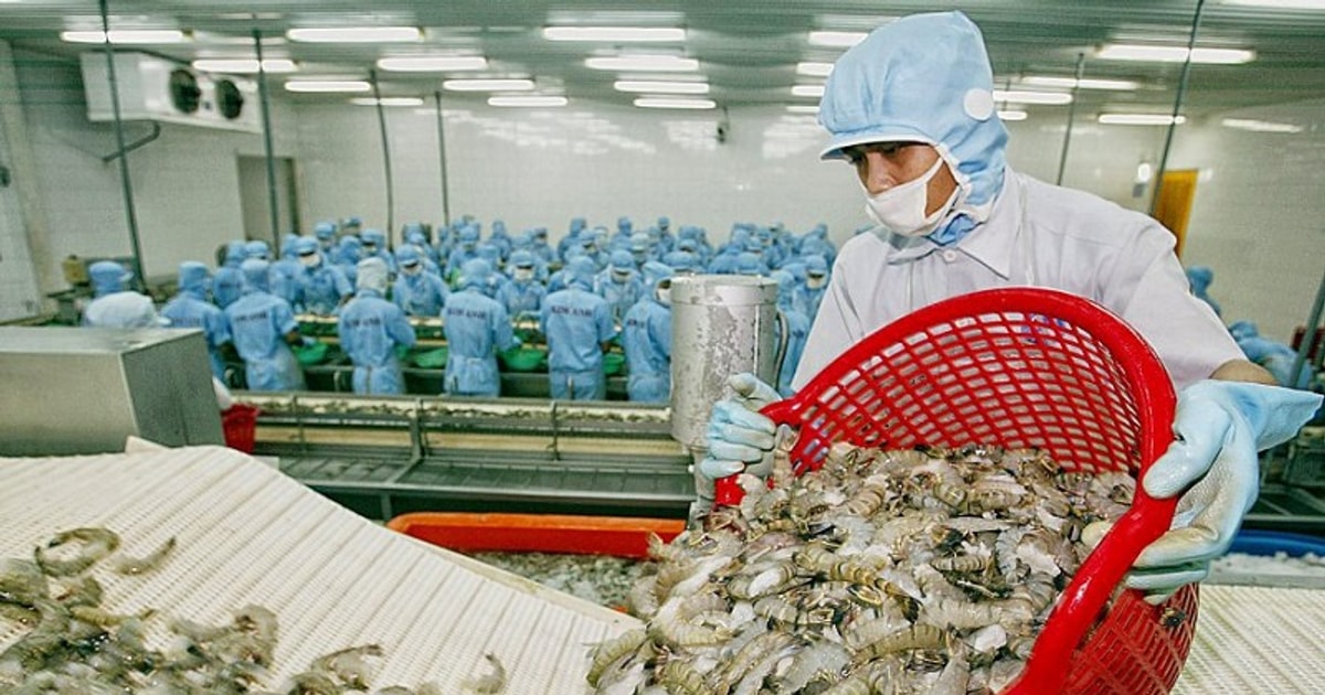 Xuất khẩu tôm quý cuối năm sẽ điều chỉnh giảm, do đâu? Xuất khẩu tôm quý cuối năm sẽ điều chỉnh giảm, do đâu?