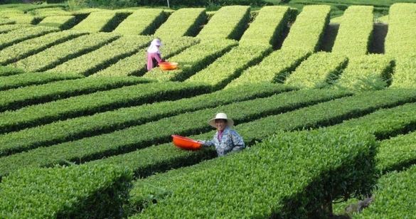 Ứng phó nguy cơ khủng hoảng lương thực