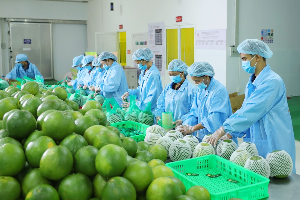 Nông sản Việt xuất khẩu giá trị cao, thị trường nội địa được hưởng lợi đến đâu? Nông sản Việt xuất khẩu giá trị cao, thị trường nội địa được hưởng lợi đến đâu?