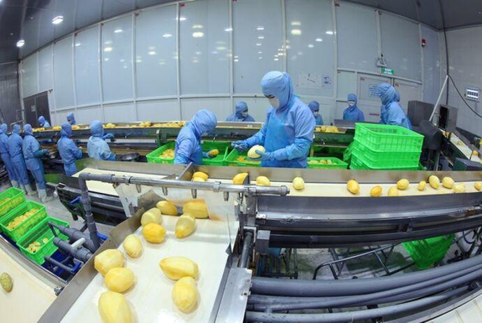 Nông sản Việt xuất khẩu giá trị cao, thị trường nội địa được hưởng lợi đến đâu? Nông sản Việt xuất khẩu giá trị cao, thị trường nội địa được hưởng lợi đến đâu?
