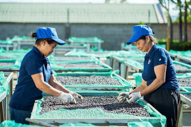 Xuất khẩu đạt đỉnh, doanh nghiệp cà phê chưa vội mừng Xuất khẩu đạt đỉnh, doanh nghiệp cà phê chưa vội mừng