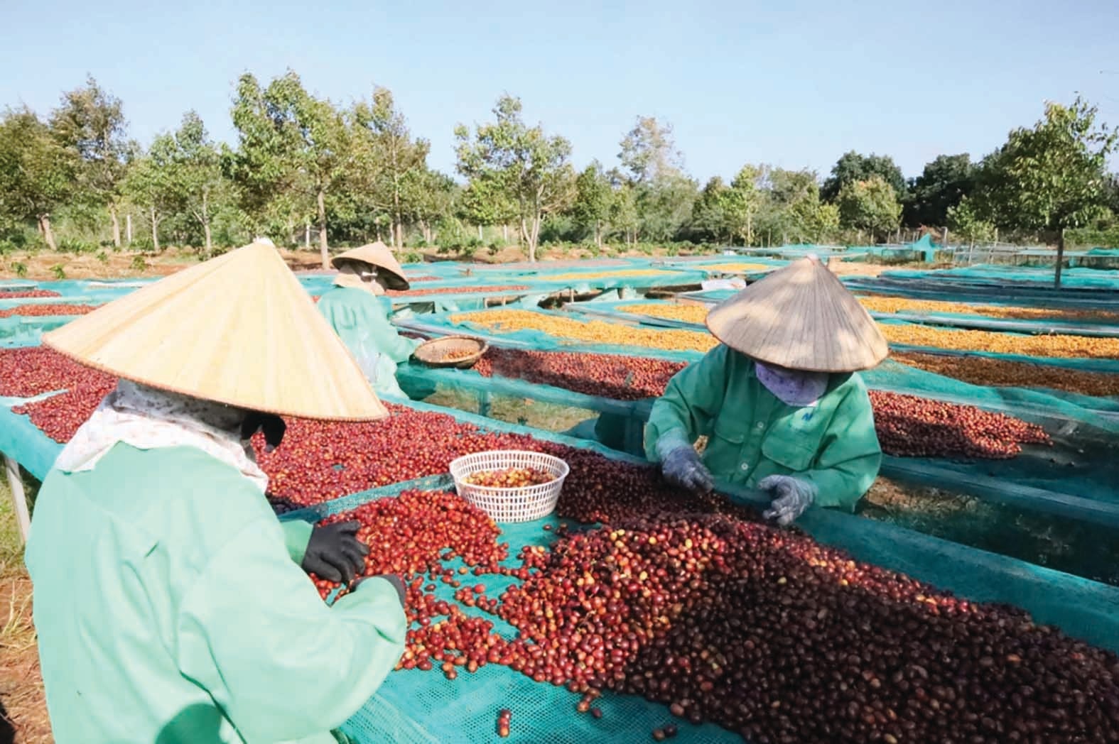Cơ hội lớn cho cà phê Việt Cơ hội lớn cho cà phê Việt