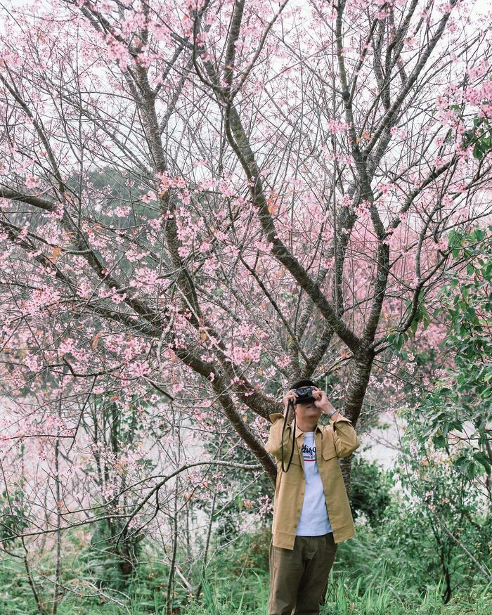 Đầu năm ‘mở bát’ hành trình du lịch với các địa điểm ngắm mai anh đào đẹp ở Đà Lạt