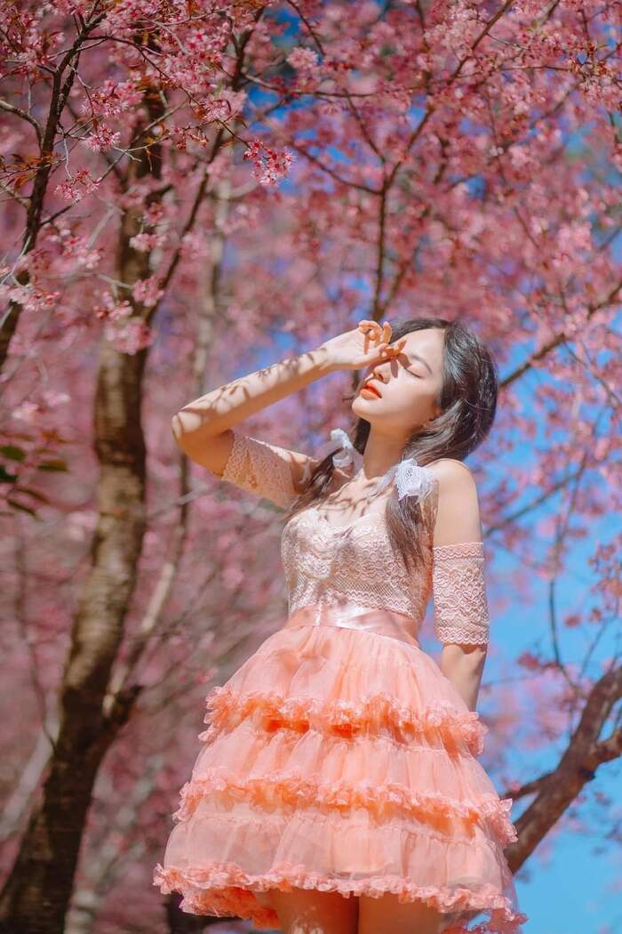 Đầu năm ‘mở bát’ hành trình du lịch với các địa điểm ngắm mai anh đào đẹp ở Đà Lạt