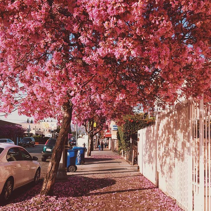 Top 10 địa điểm ngắm hoa anh đào rực rỡ nhất Top 10 địa điểm ngắm hoa anh đào rực rỡ nhất