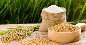 Giá lúa gạo hôm nay 15/2: Tin vui từ xuất khẩu gạo
