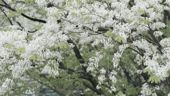 Giới trẻ nô nức "săn lùng" địa điểm hoa sưa nở sớm, khoe sắc trắng tinh khôi giữa lòng Thủ đô