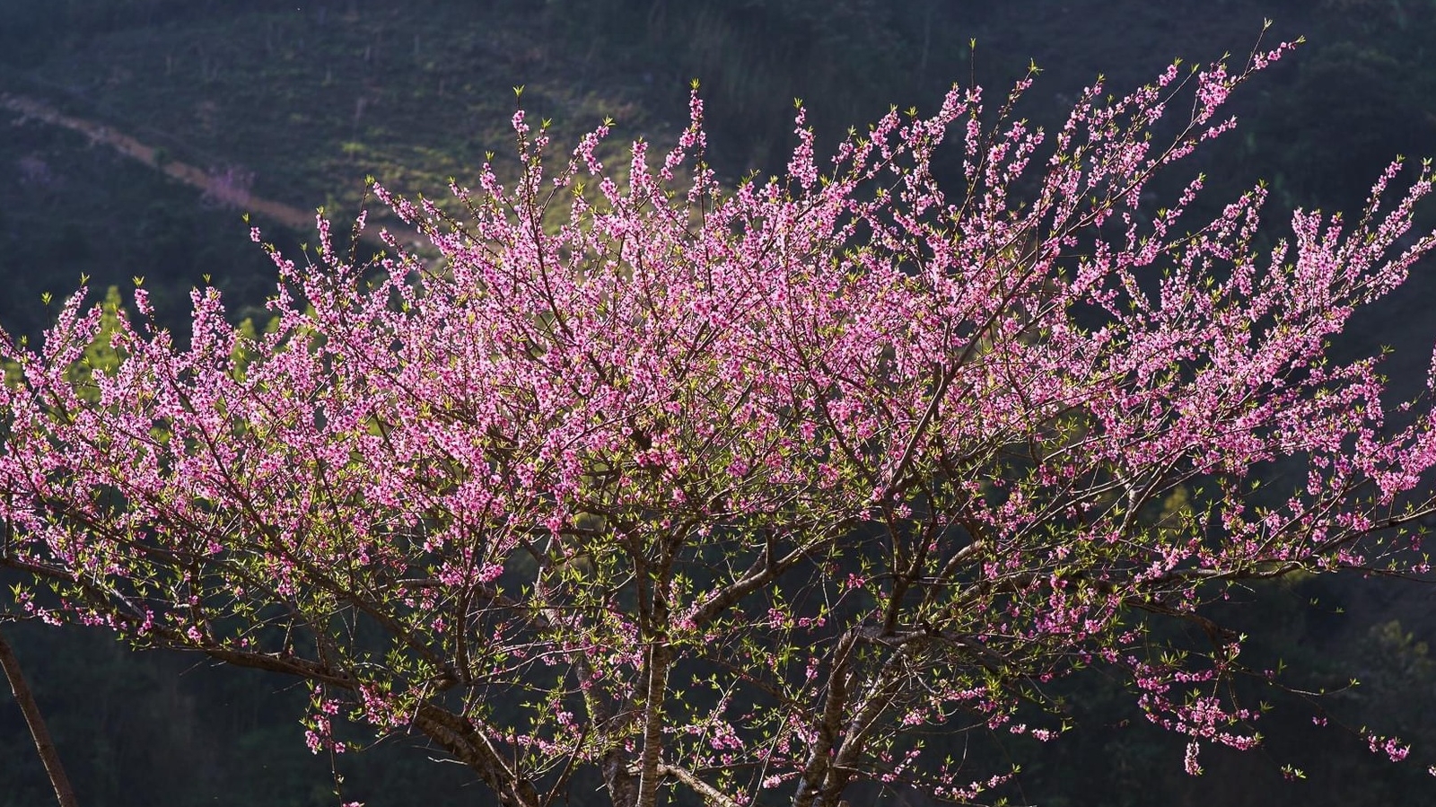 Tà Xùa đẹp ngỡ ngàng mùa hoa đào rực sắc giữa biển mây