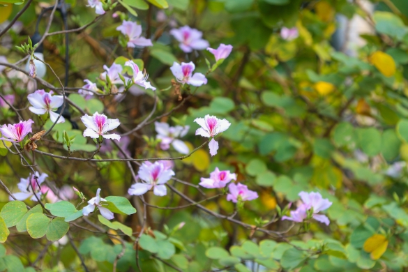 Những địa điểm check-in, chụp ảnh cùng hoa ban đẹp nhất tại Thủ đô Hà Nội