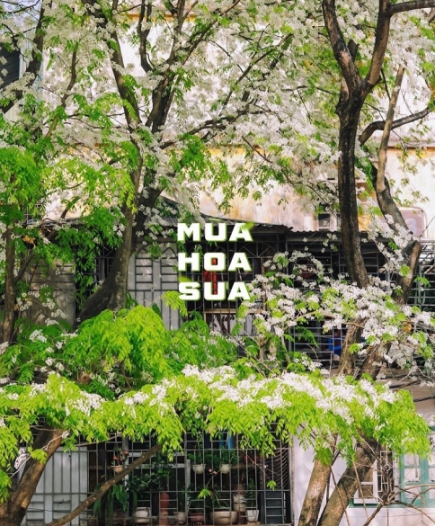 Mùa hoa sưa Hà Nội đẹp nao lòng