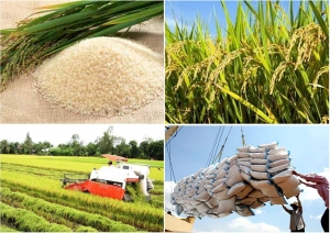 Giá gạo xuất khẩu tăng gần 10% so với cùng kỳ