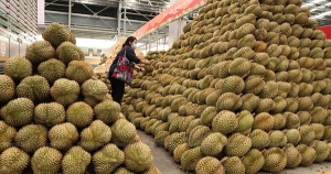 Trung Quốc đầu tư trồng 12 nghìn hecta sầu riêng tại Lào