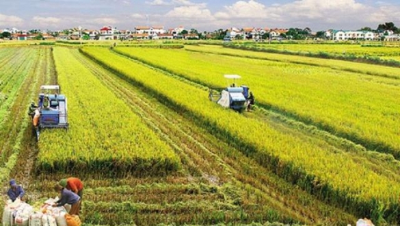 Luật Đất đai sửa đổi cần “cởi trói” cho đất nông nghiệp