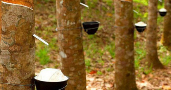 Cao Su Phước Hoà (PHR) đặt mục tiêu lãi trước thuế "đi lùi" 40%, cổ tức tiền mặt tối thiểu 30%