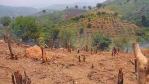 Hơn 3,3 triệu ha rừng nghèo kiệt chưa có chủ do quy định không thống nhất