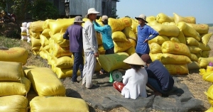 Trung Quốc, Philippines tăng nhu cầu mua gạo, giá rục rịch đi lên