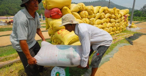 Lúa Đông Xuân bật tăng giá vào thời điểm cuối tuần Lúa Đông Xuân bật tăng giá vào thời điểm cuối tuần