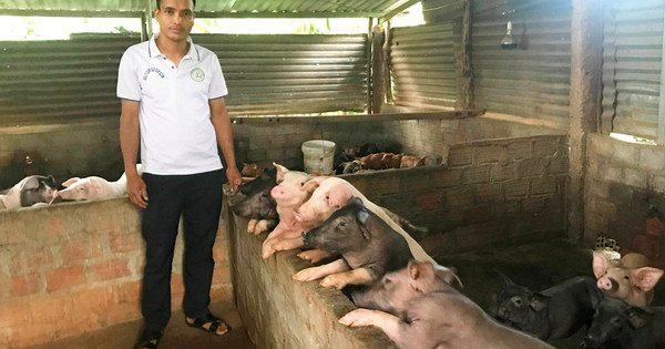 Hôm nay heo hơi ghi nhận tăng giá rải rác tại một số tỉnh thành