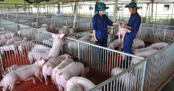 Hôm nay, mức giá heo hơi cao nhất 52.000 đồng/kg được ghi nhận tại miền Nam