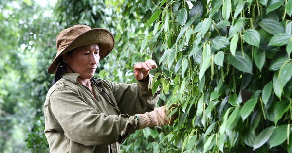 Nhu cầu hồ tiêu tăng mạnh tại Trung Quốc, nông dân có tâm lý găm hàng đợi giá cao Nhu cầu hồ tiêu tăng mạnh tại Trung Quốc, nông dân có tâm lý găm hàng đợi giá cao