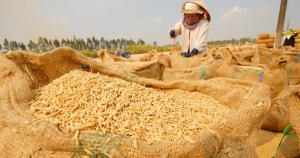 Giá gạo tiếp đà tăng nhẹ, thị trường xuất khẩu có nhiều cơ hội bứt phá