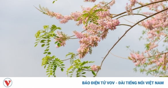 Ngắm rừng hoa đỗ mai hồng rực thu hút giới trẻ ở Bắc Ninh